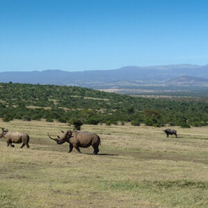 spotting the rhinos at solio game reserve in kenya