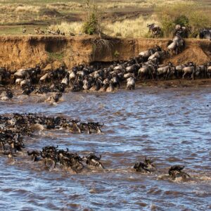 the great wildebeest migration
