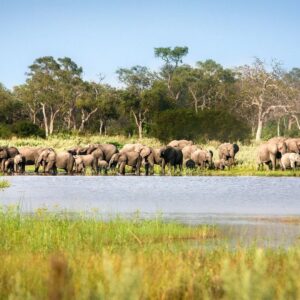 Spotting a herd of elephant on a Botswana Wildlife Safari
