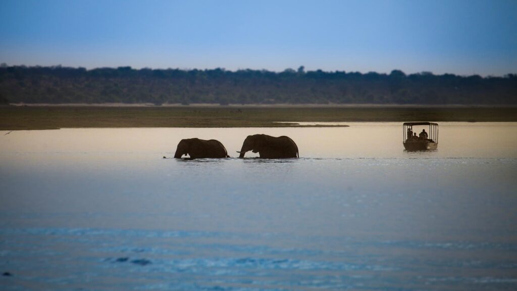 Motorboat Safari in Botswana spotting the African Elephant