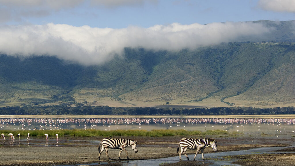 Wildlife at the floor of Ngorongoro Crater