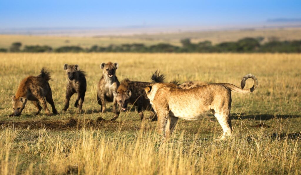 wildlife in Masai Mara