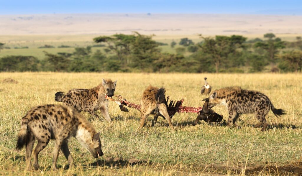 hyenas feeding