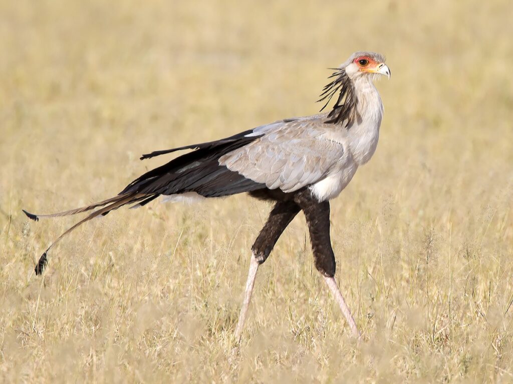 Secretary Bird on the African wilderness