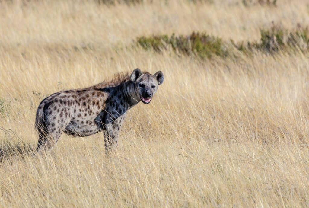 a spotted hyena in africa