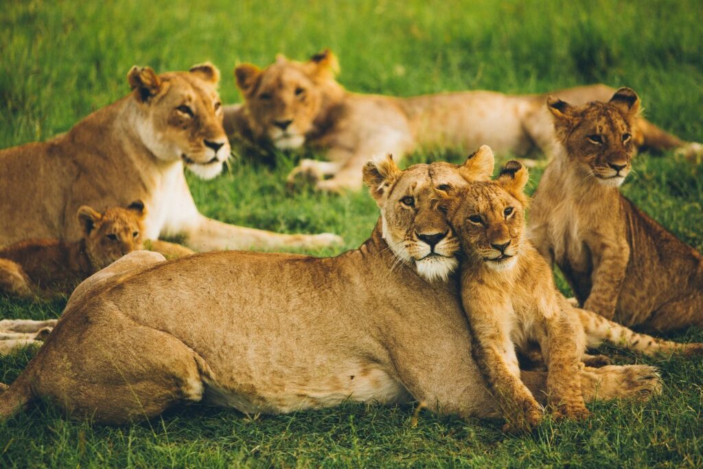 Lions in Kenya