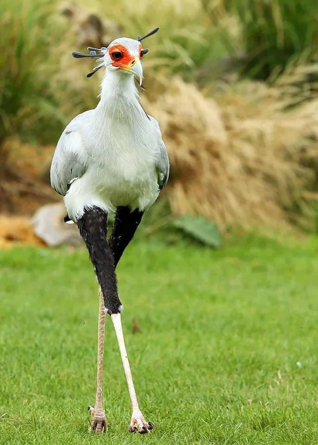 the majestic secretary bird