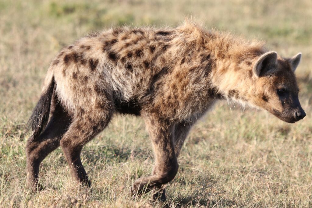 Spotted hyena on the wild