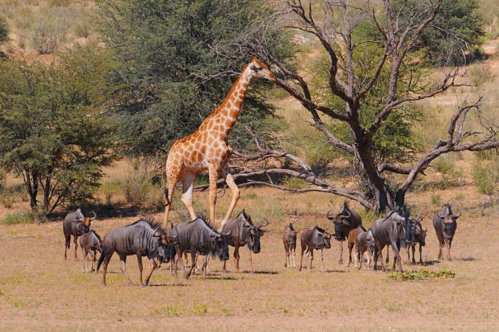 Wildlife at Kgalagadi Transfrontier Park in Botswana and South Africa