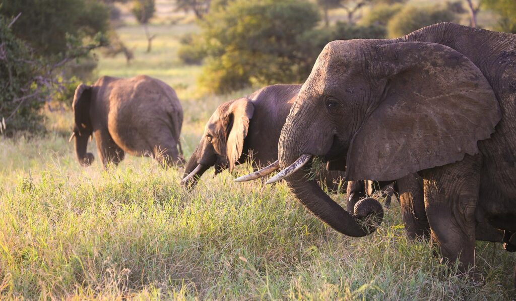 Spotting elephants at Tarangire National Park