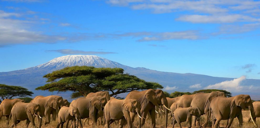 A herd of elephants in Amboseli against the backdrop of Mount Kilimanjaro